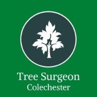 Tree Surgeon Colchester image 1